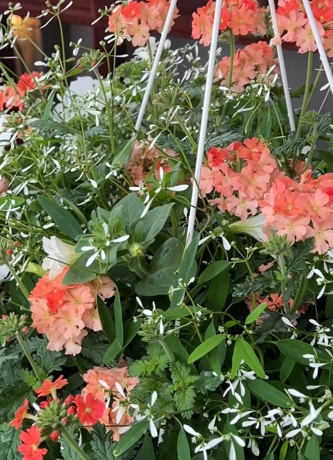Premium Hanging Basket
