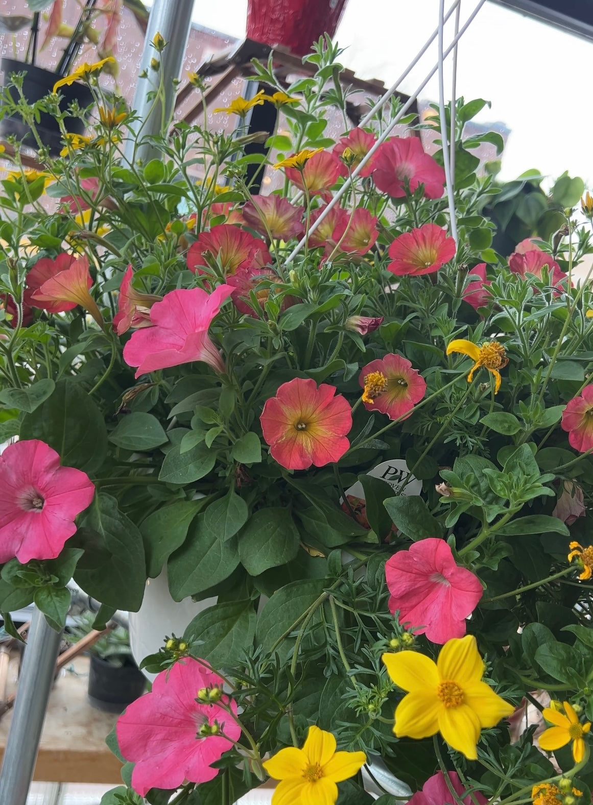 Premium Hanging Basket