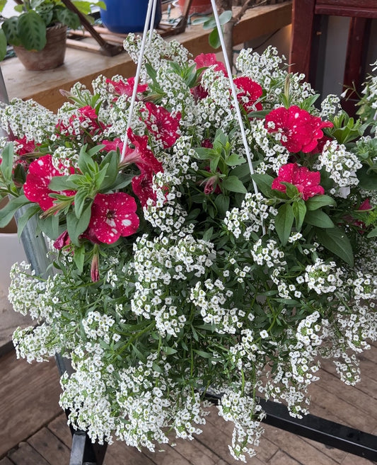 Premium Hanging Basket