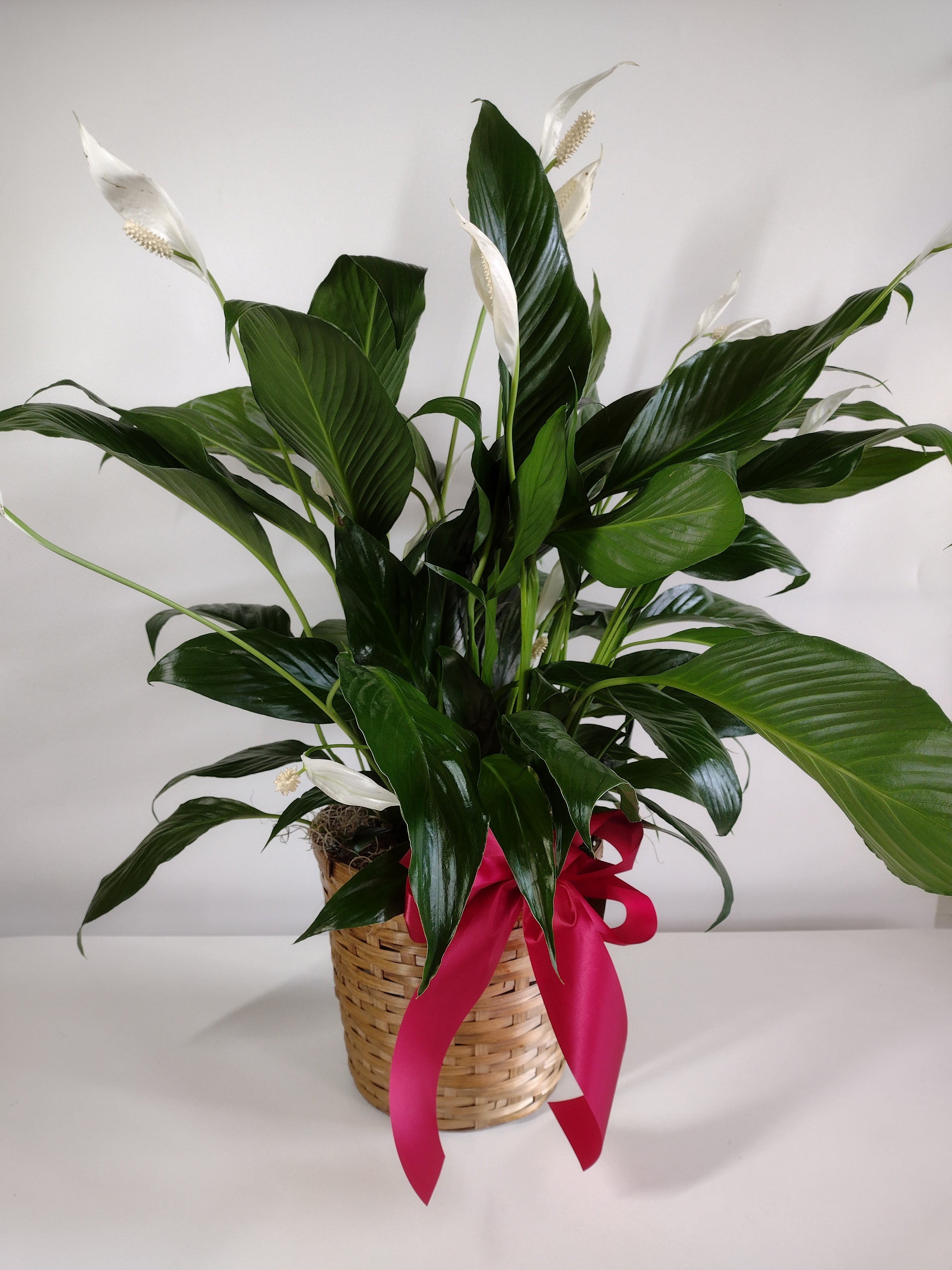 peace lily delivery Peace Lily – KD Floral